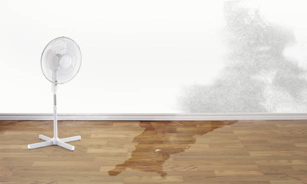 Best Carpet water damage restoration  in Statesboro, GA